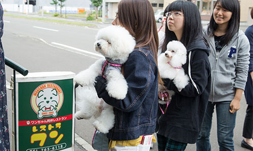 北海道どうぶつ 医療専門学校 北海道安達学園 ワンコとニャンコと毎日暮らすように学ぶ トリマー 動物看護師 ドッグトレーナーの専門学校です